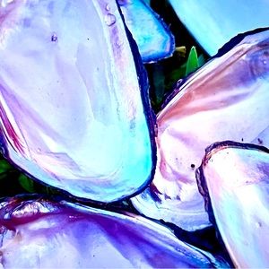 20 Iridescent Mussel Shells Coastal Nautical Decor